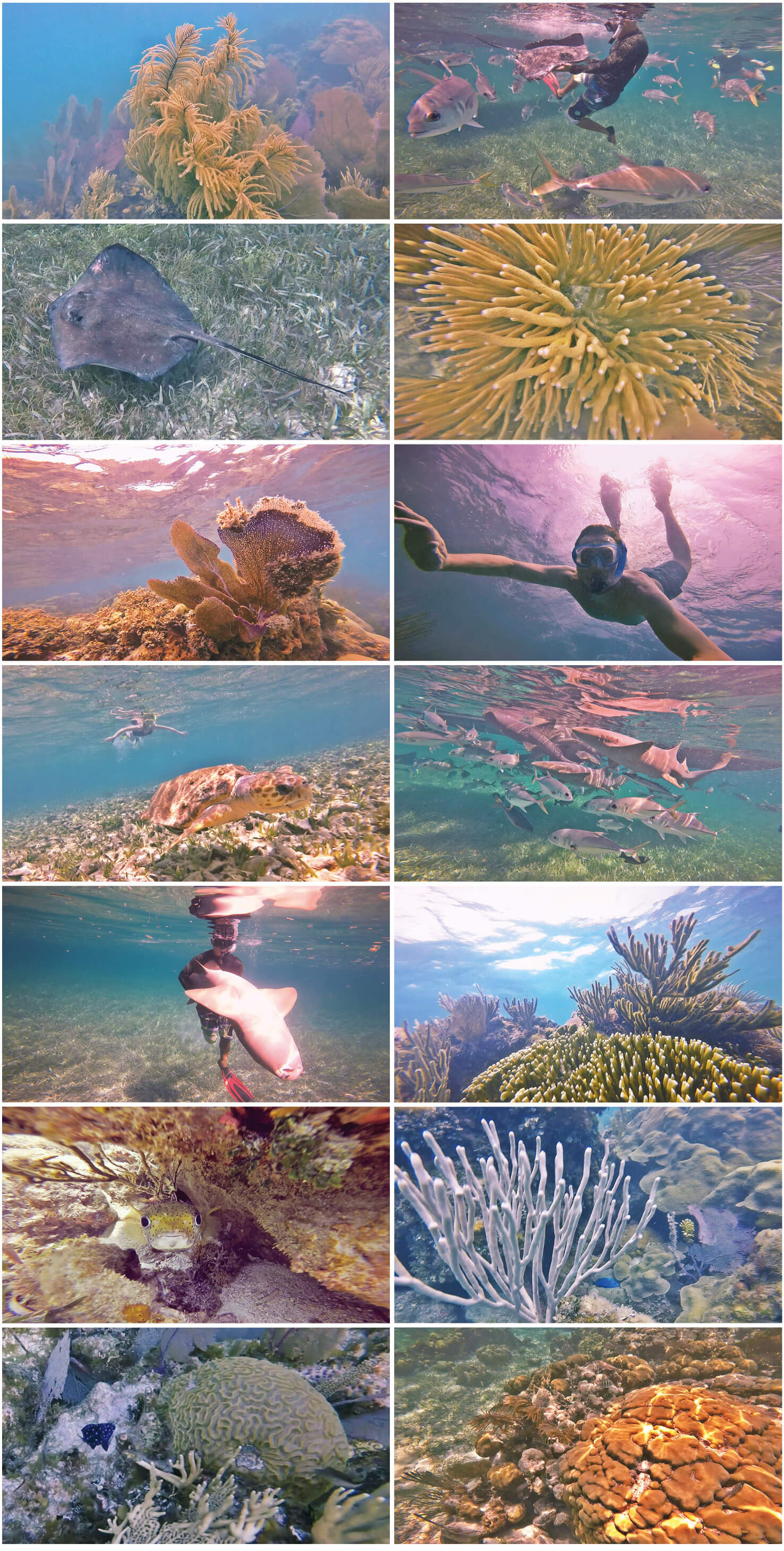 belize, coraux, snorkeling, hol chan, poissons, tortue, etoile de mer, requins, raies, corail, voyage