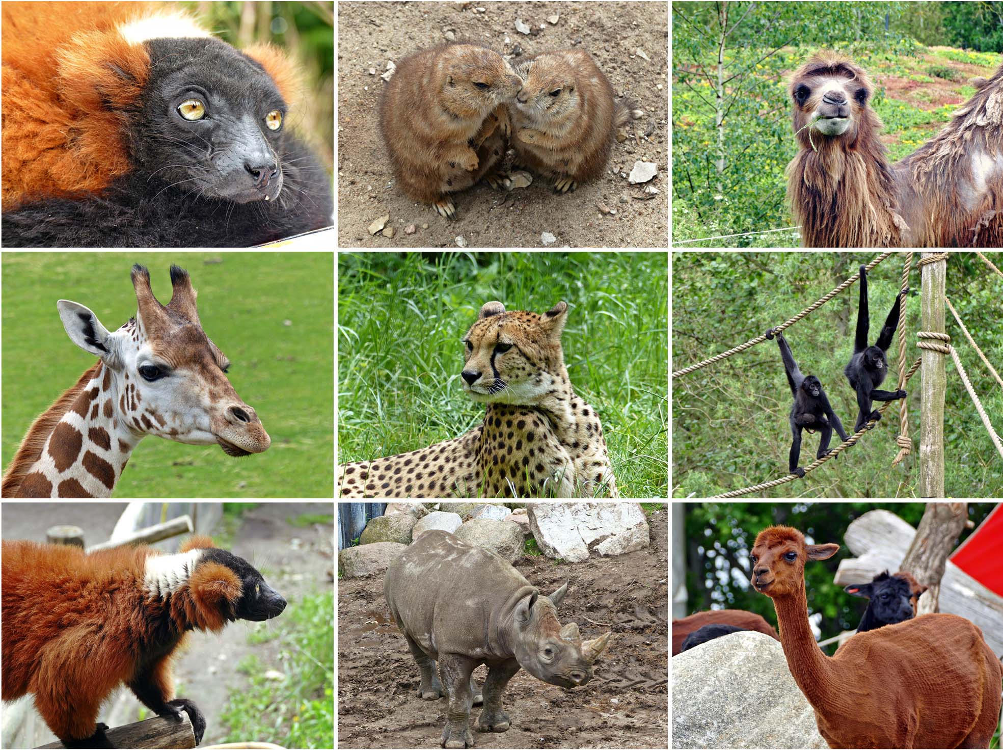 Danemark, Europe, Aarhus, voyage, nord, zoo, reef park safari, animaux, singe, léopard, jaguar, nature, végétation, lémurien, castor, girafe, babouin, chameau, rhinocéros, lama, alpaga